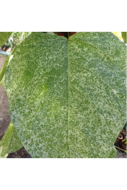 Катальпа ’Pulverulenta’ з кремовими плямами на листі